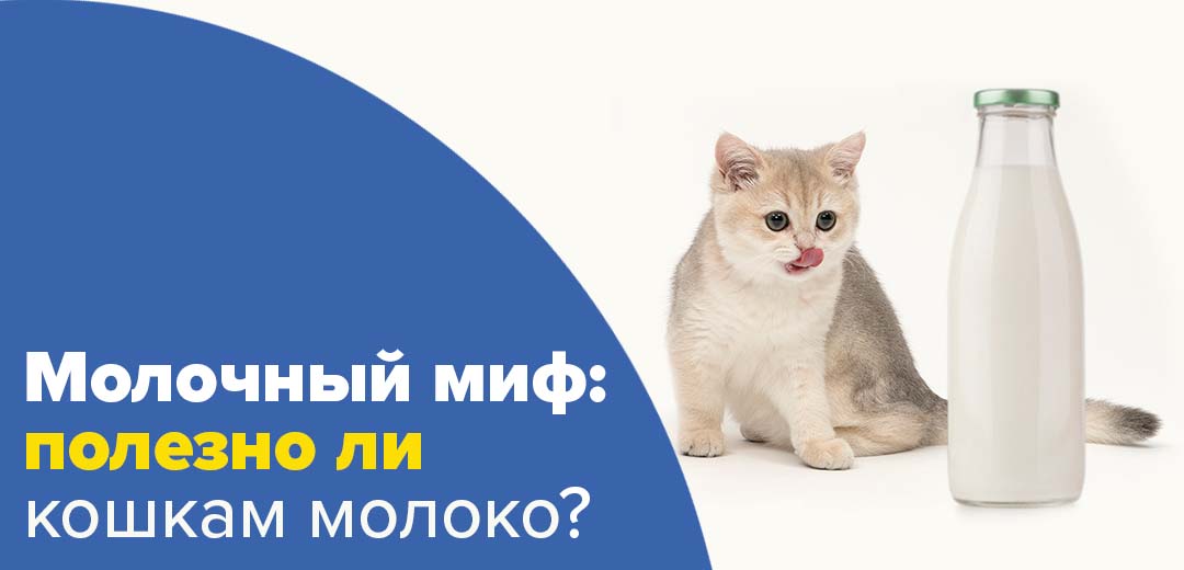 Молочный миф: полезно ли кошкам молоко